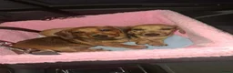 Miniature Dachshund dogs for sale: Two Mini Dachshund brother - Advert 3