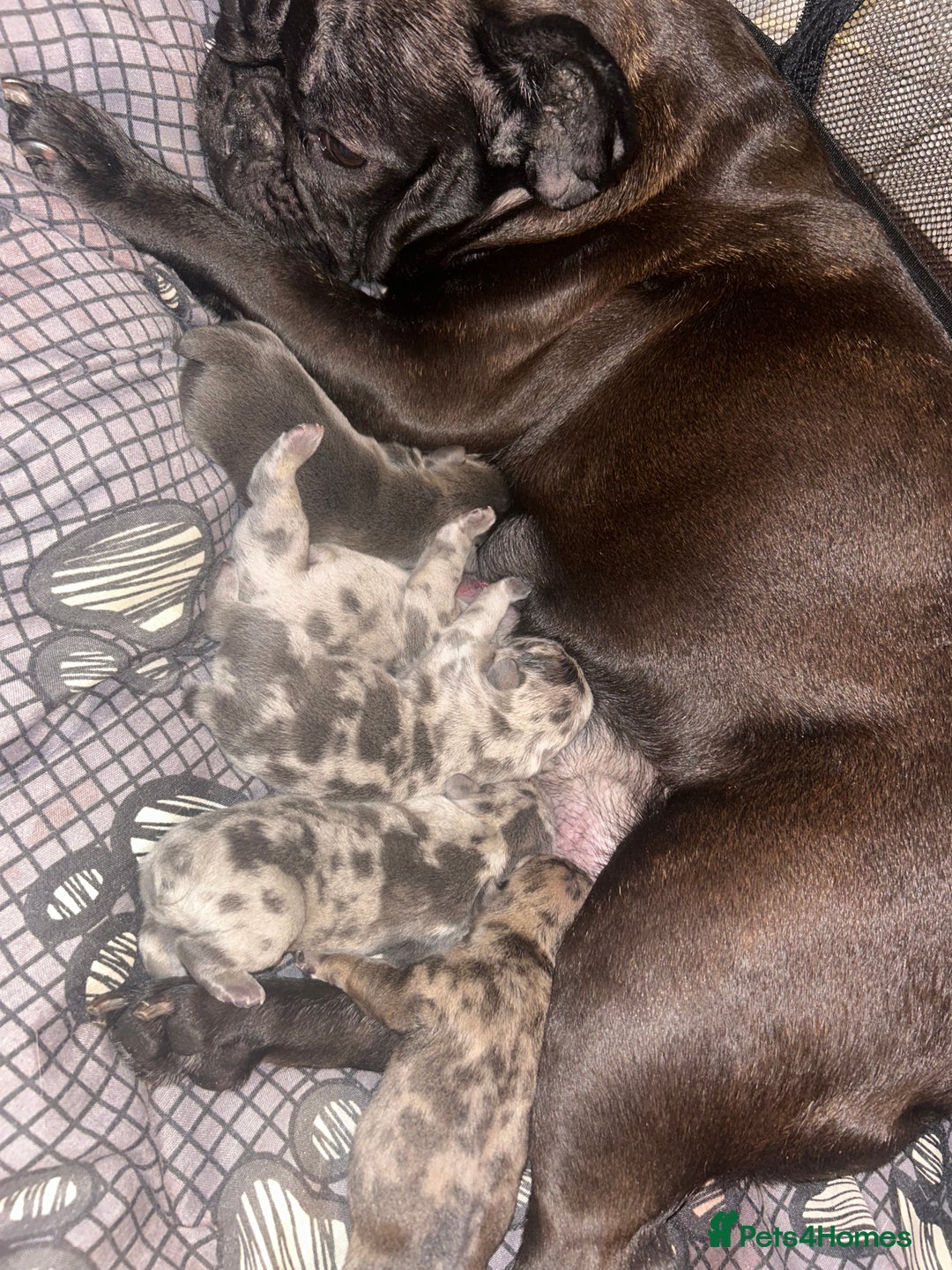 French Bulldog dogs for sale: 1 PUP LEFT READY 22ND DEC!! - Advert 7