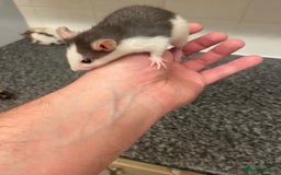 Rat rodents for sale: Young rats - Image 3