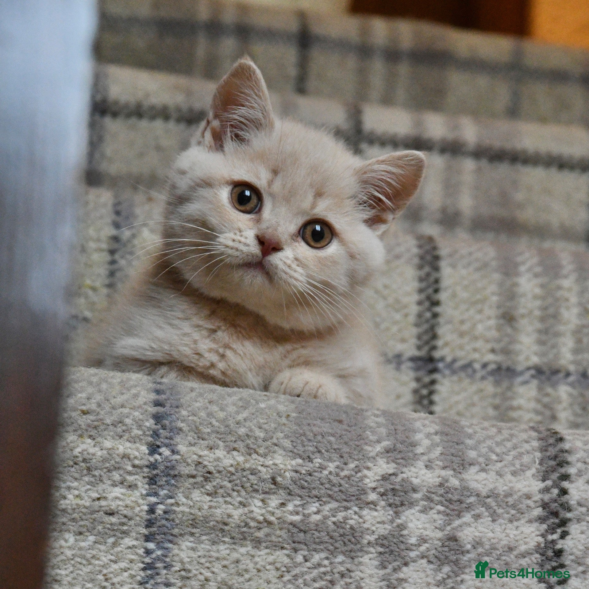 British Shorthair cats Stunning Cream British Shorthair girl - Advert 2