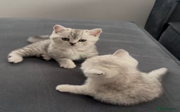 British Shorthair cats for sale: British Shorthair Kittens - Image 9