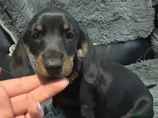 Dachshund dogs dachshundstandard xmini 1boy/1 girl - Advert 13