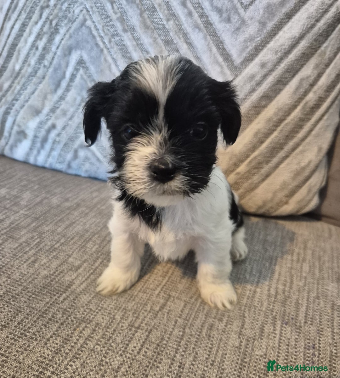 Lhasa Apso dogs for sale: Lhaso Apso Puppies  - Image 20