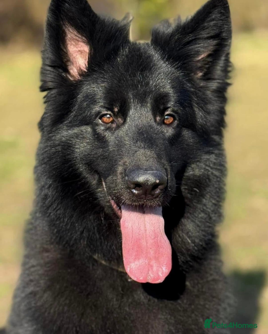 German Shepherd dogs for stud: Solid black german shepherd stud dog - Image 6