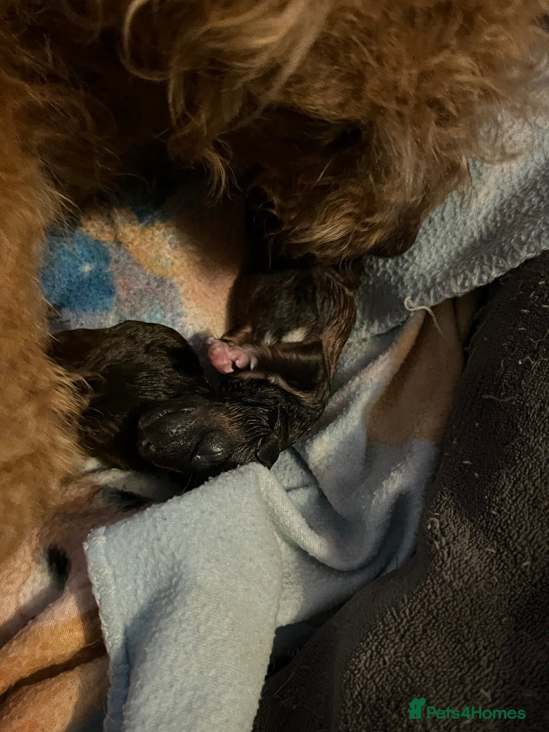 Lakeland Terrier dogs for sale: Lakeland Terrier puppies - Image 2