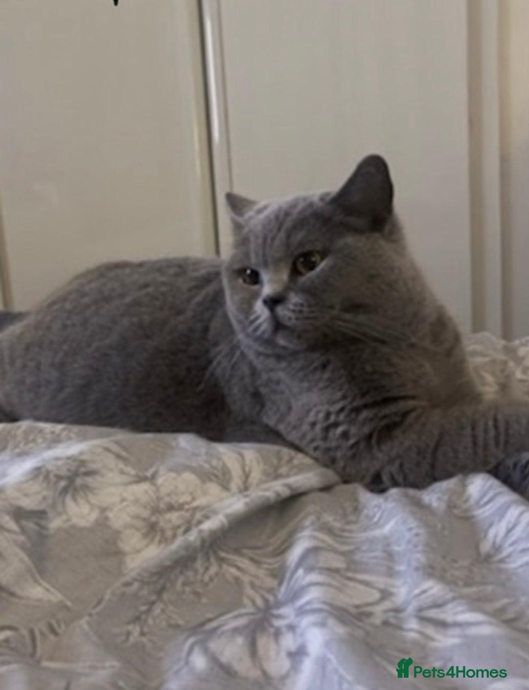 British Shorthair cats for sale: Chunky Blue Male BSH kittens  - Advert 3