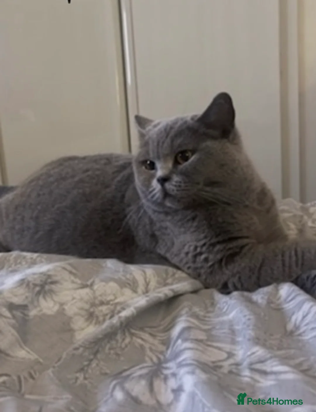 British Shorthair cats for sale: Chunky Blue Male BSH kittens  - Advert 3
