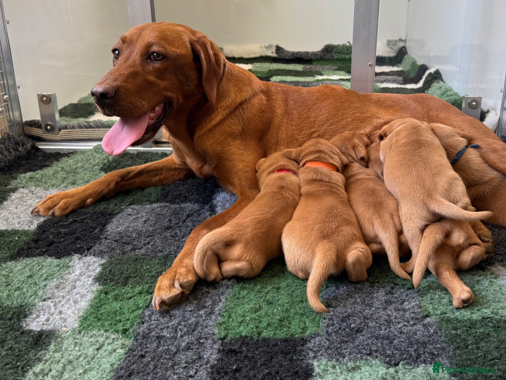 Labrador Retriever dogs BEAUTIFUL KC TRUE FOX RED LABRADOR PUPS  - Advert 2