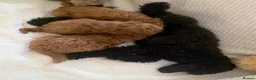 Toy Poodle dogs for sale: Show Quality Toy Poodle  - Advert 8