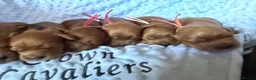Cavapoo dogs for sale: F1 RED CAVAPOOS HEALTH TESTED KC PARENTS LICENSED  - Advert 20