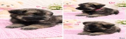 Akita dogs for sale: AKITA PUPPYS BOYS/GIRLS  - Advert 11