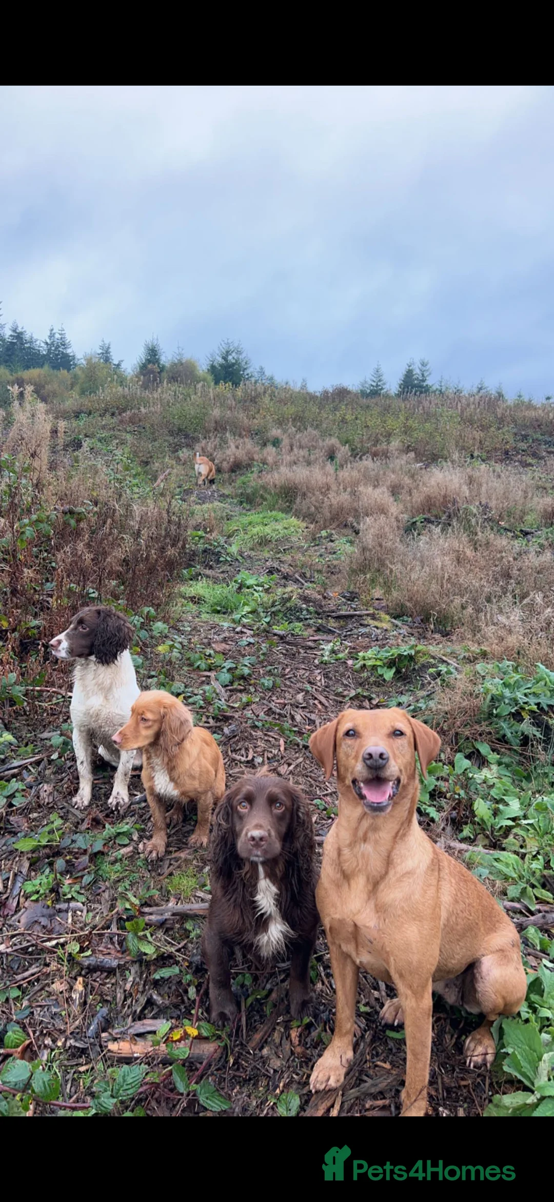 Cocker Spaniel dogs for stud: Kc Working Cocker Spaniel Arlo (Stud) - Advert 7