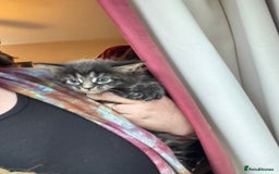 Maine Coon cats for sale: 4 Maine Coon Kittens - Just 2 left - Image 7