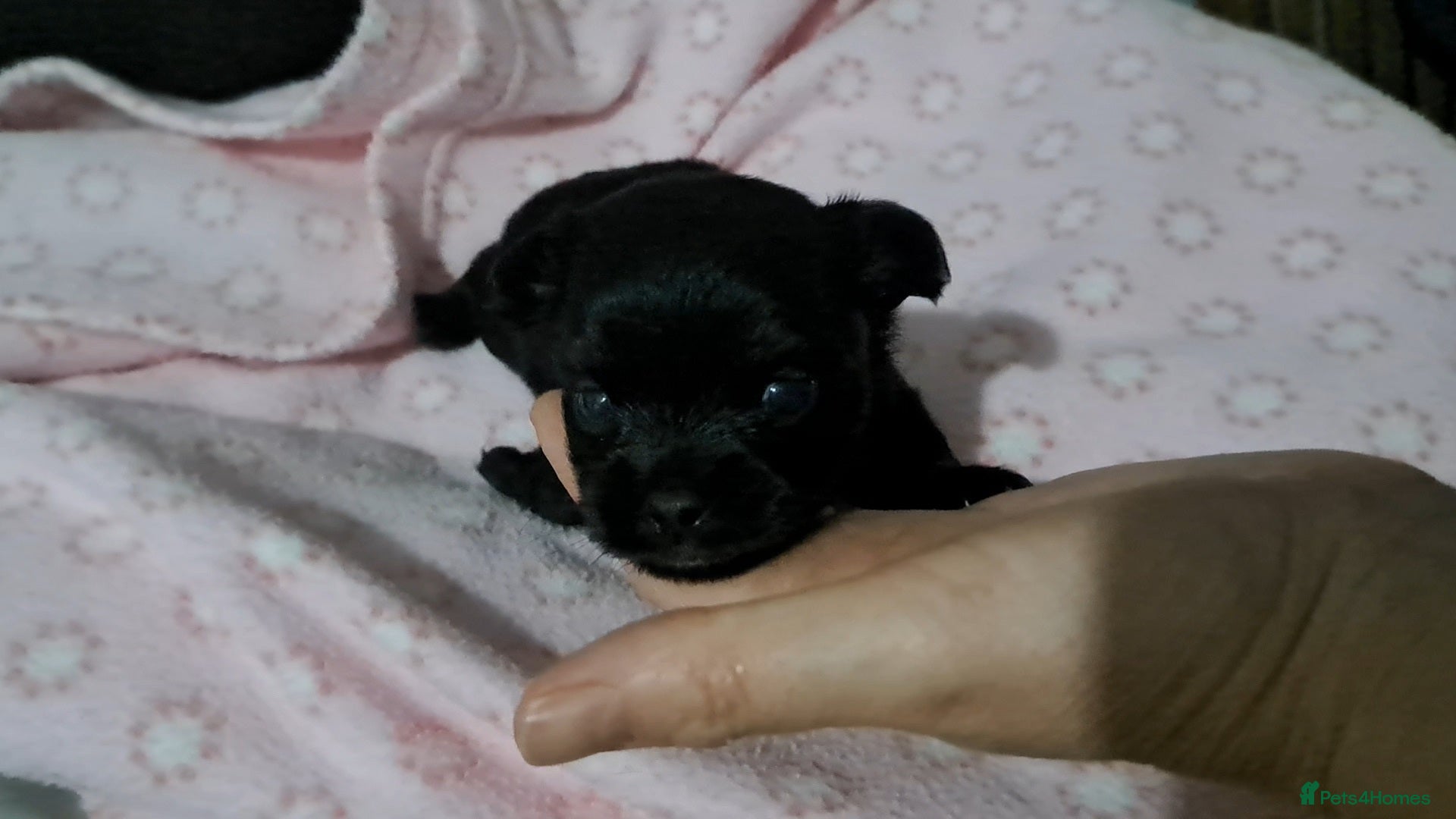 Chihuahua dogs Long Coat Chihuahua Puppies for Sale - Advert 3