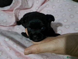 Chihuahua dogs Long Coat Chihuahua Puppies for Sale - Advert 3