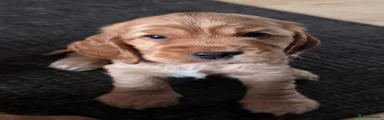 Chunky boy