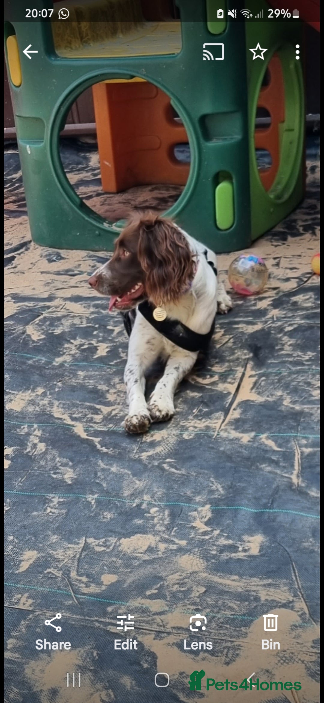 English Springer Spaniel dogs for sale: Female springer  - Advert 3