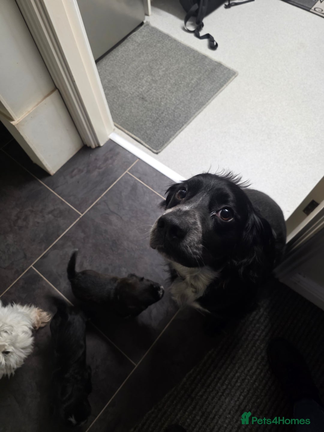 Mixed Breed dogs for sale: Mixed breed puppys - Advert 1