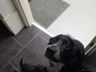 Mixed Breed dogs Mixed breed puppys - Advert 1