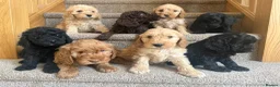 Australian Labradoodle dogs for sale: Stunning Miniature Australian Labradoodles  - Advert 12