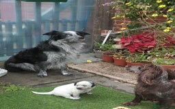 Mixed Breed dogs for sale: Merle Sprollies/Cotralian - Image 27