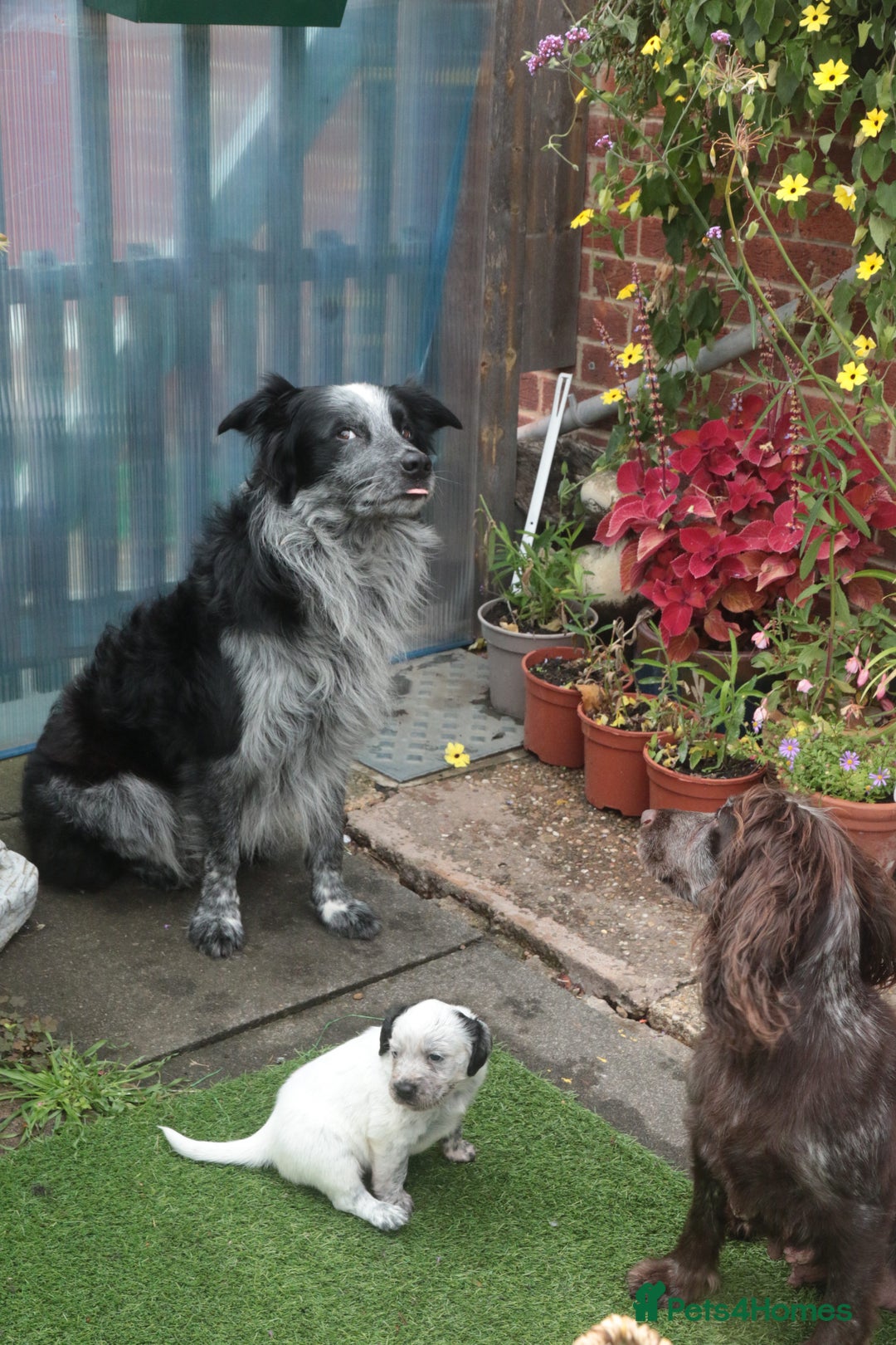 Mixed Breed dogs for sale: Merle Sprollies/Cotralian - Image 27