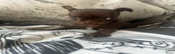 Chihuahua dogs for sale: Beautiful chihuahua puppies  - Advert 10