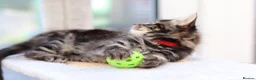Mixed Breed cats for sale: Tabby Kittens Ready SOON - Advert 19