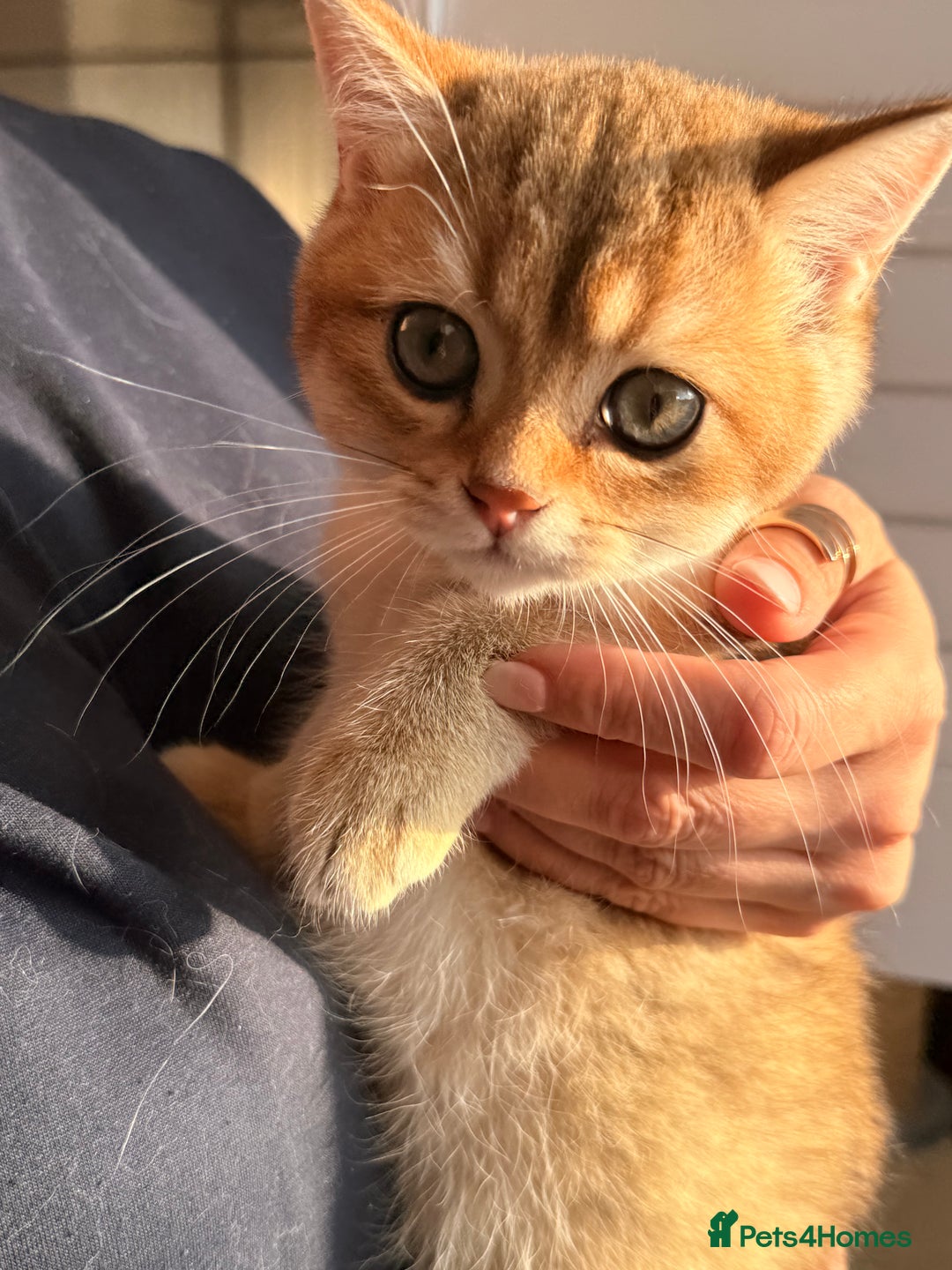 British Shorthair cats for sale: Early BLACK FRIDAY deal available  - Image 10
