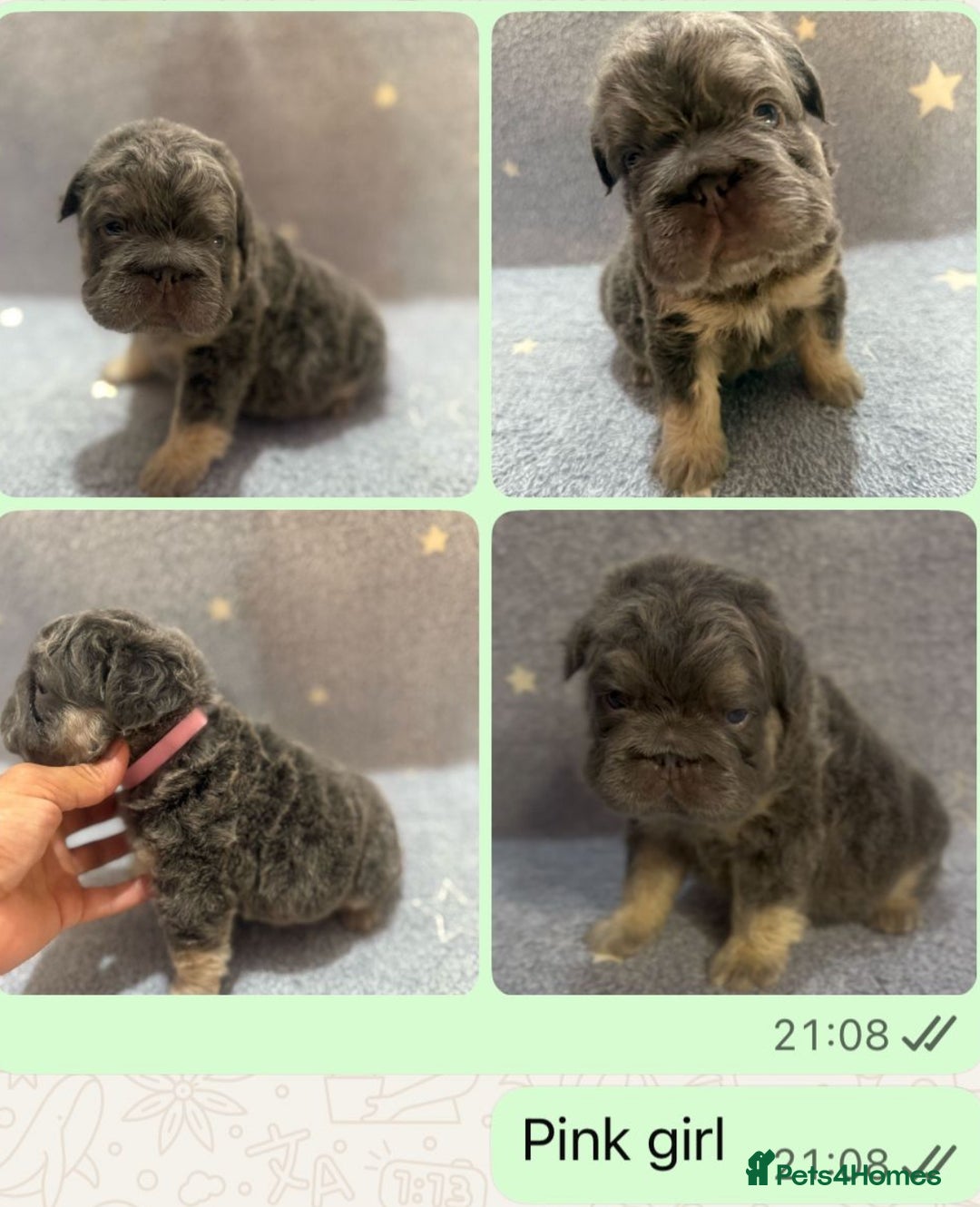 French Bulldog dogs for sale: High Quality French Bulldog Puppies  - Image 4