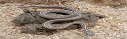 Corn Snake reptiles for sale: Beautiful, Captive-Bred Corn Snakes - Advert 1