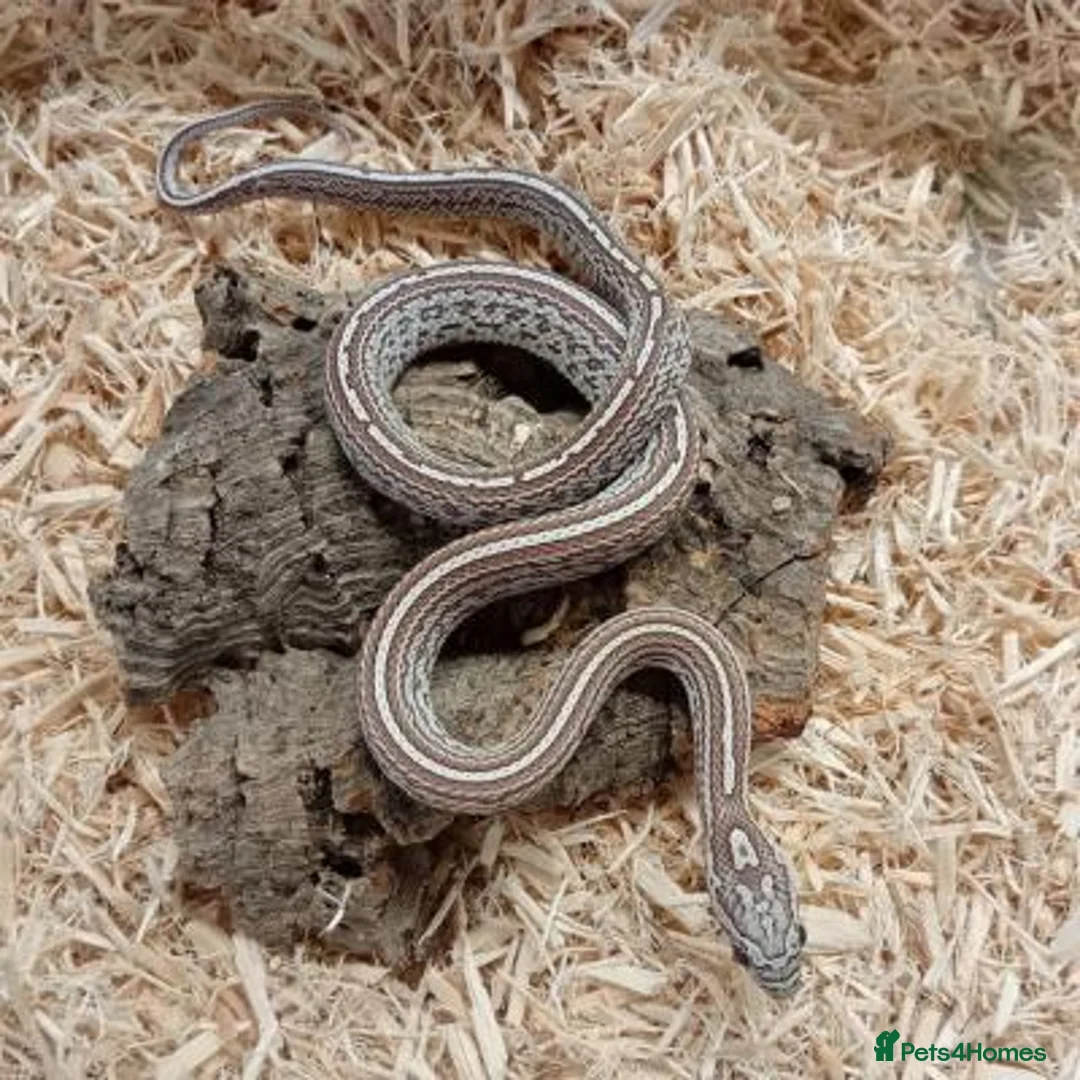 Corn Snake reptiles for sale: Beautiful, Captive-Bred Corn Snakes - Advert 1