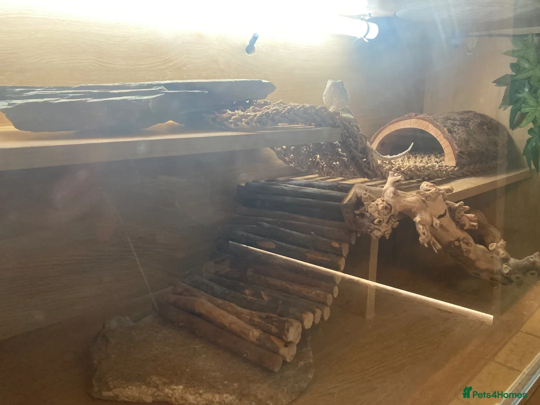 Bearded Dragon reptiles for sale: Rankins dragon - Advert 5