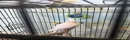 Cockatiels birds for sale: Baby Cockatiels - Albino with red eyes - Advert 3