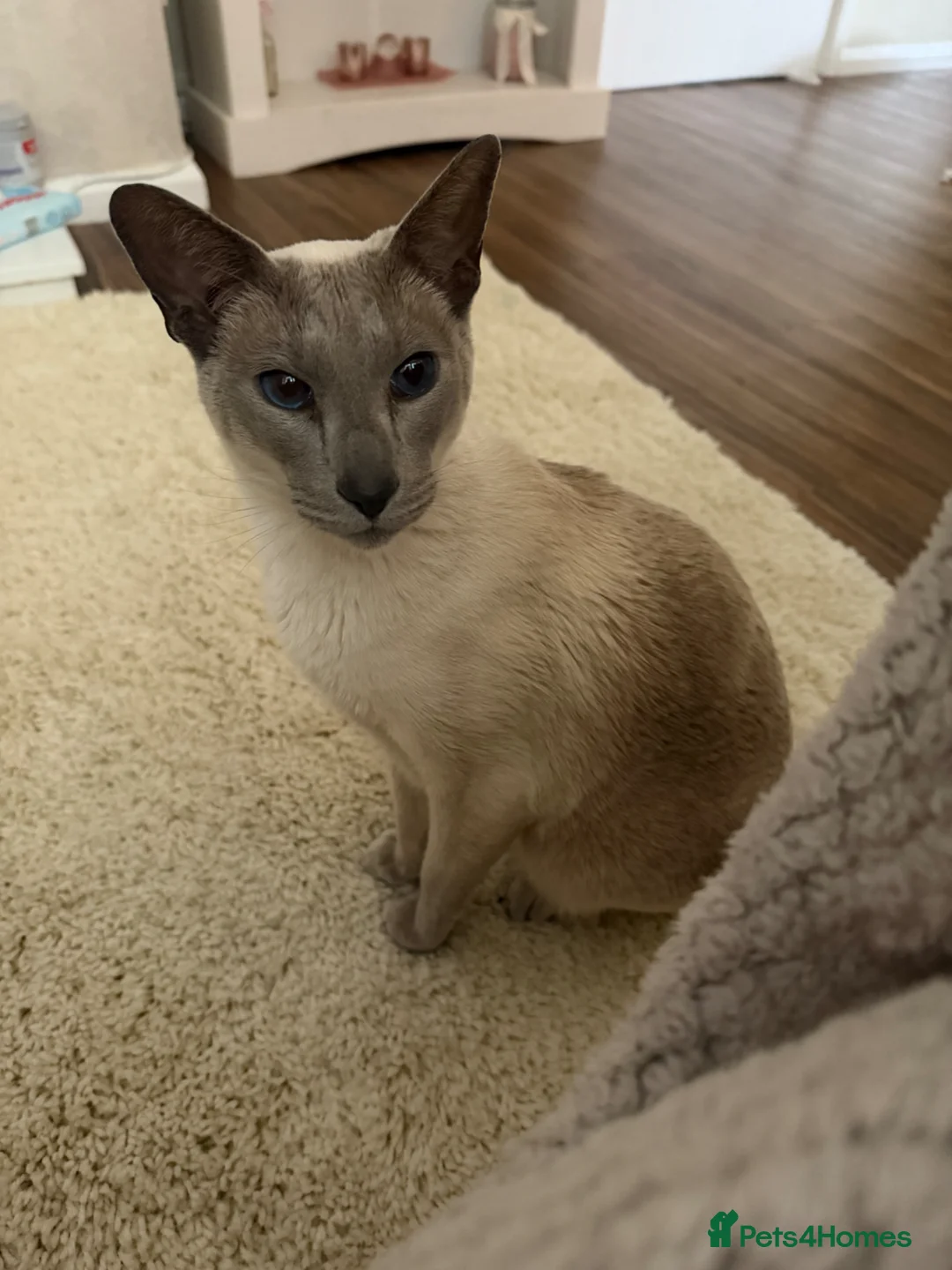 Siamese cats for sale: Meet ghost  - Advert 1