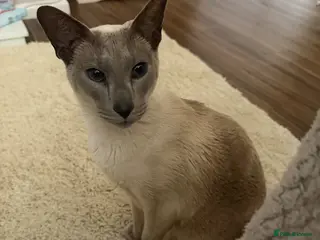 Siamese cats Meet ghost - Advert 1