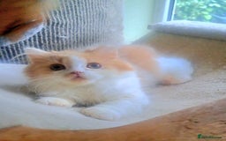 British Longhair cats for sale: *RESERVED* Red Bicolour British Longhair Kitten - Image 13