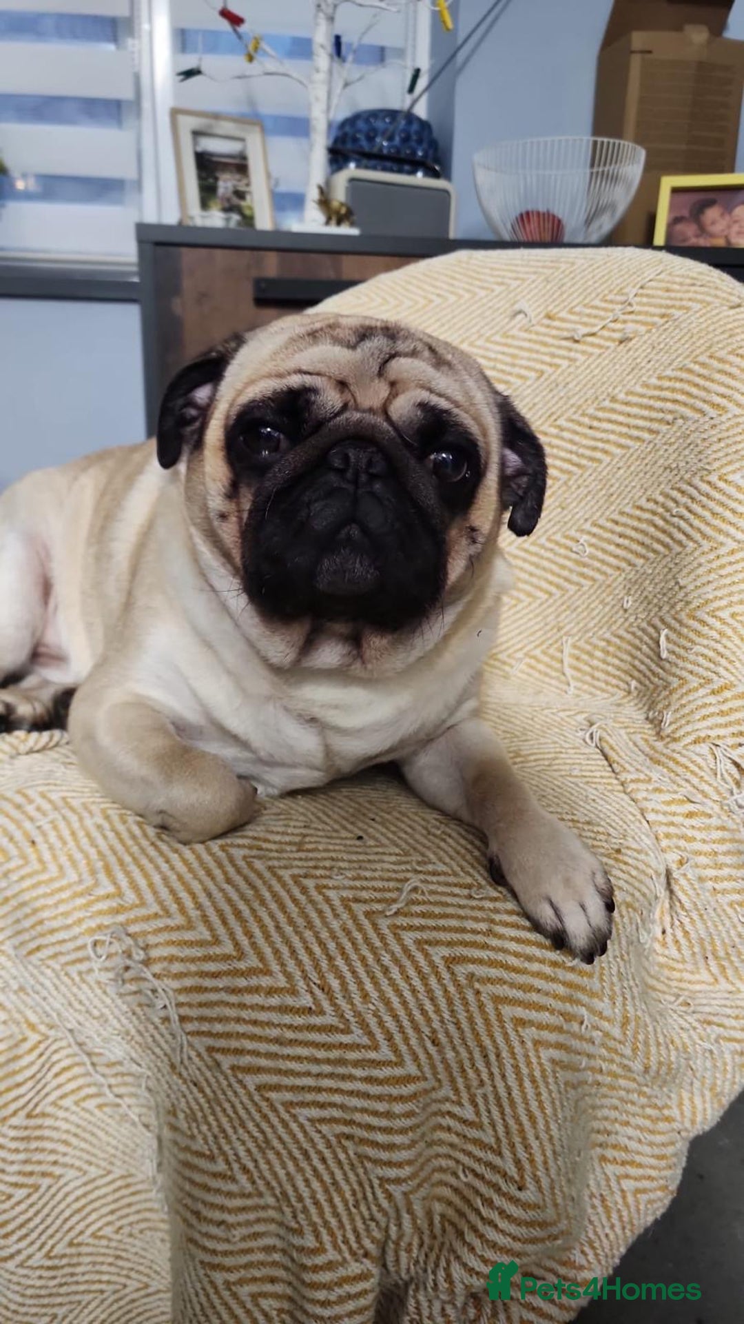 Pug dogs for stud: KC registered 5th generation pedigree pug - Advert 6