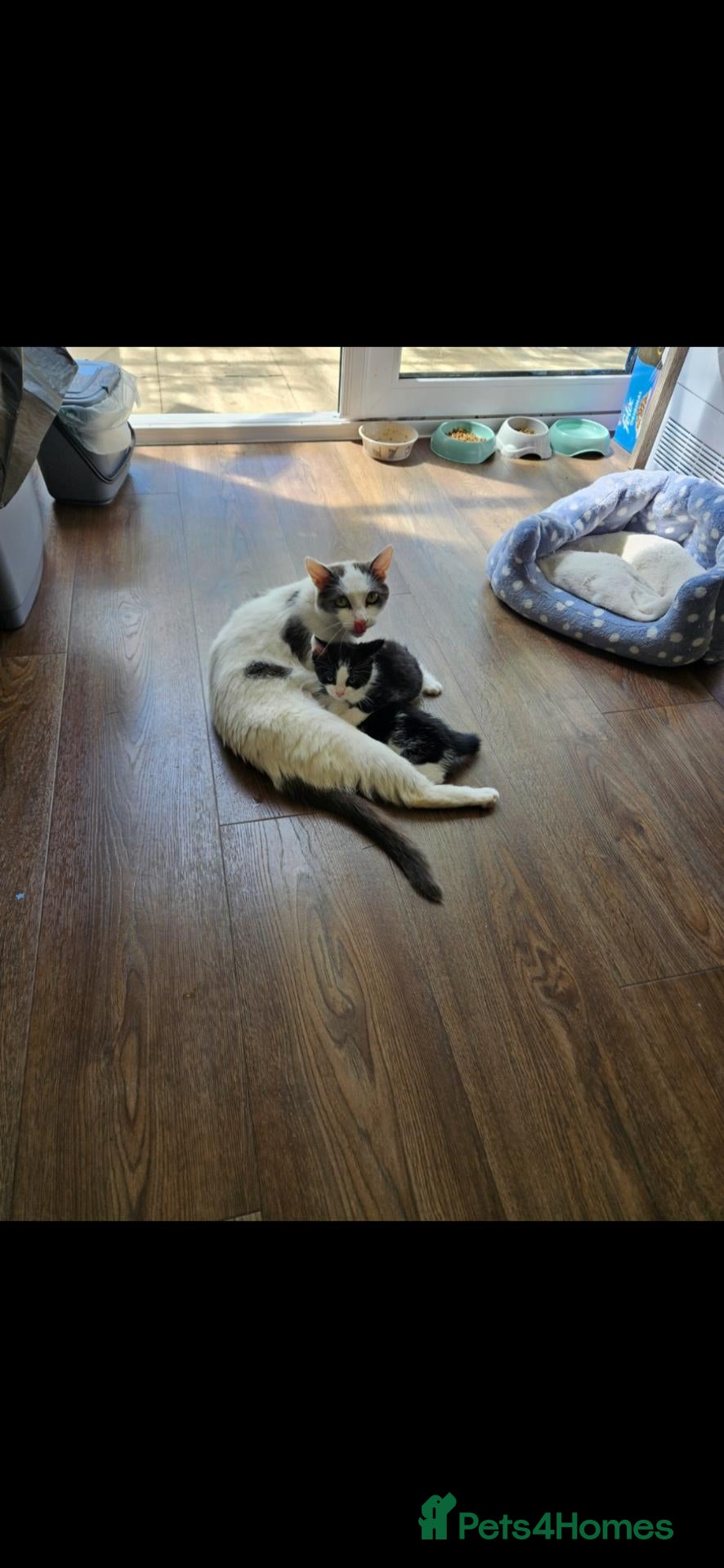 Mixed Breed cats Little girl  - Advert 6