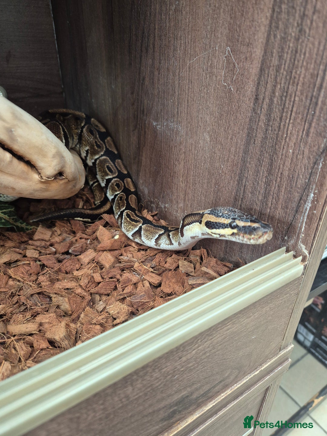 Boa Snake reptiles for sale: Boa, corn, royal snakes - Advert 12