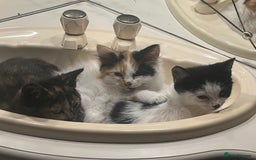 British Shorthair cats for sale: KITTENS FOR REHOMING - Image 1