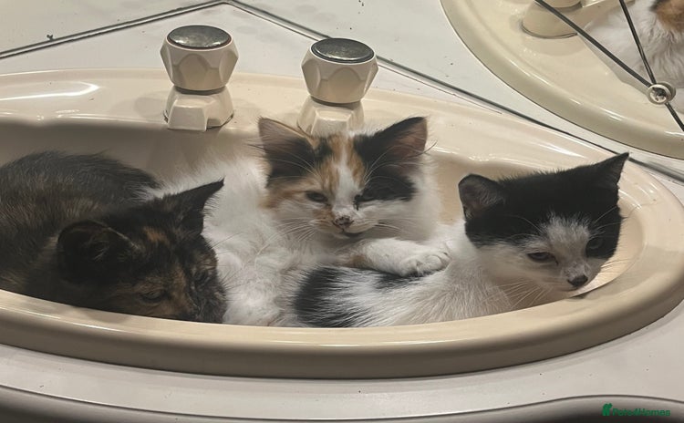 British Shorthair cats for sale - Advert 1