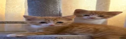Mixed Breed cats for sale: Kitten - Advert 3