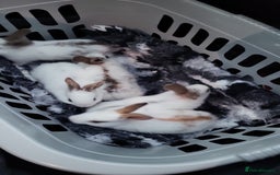 English Lop rabbits for sale: Lop rabbits  - Image 2