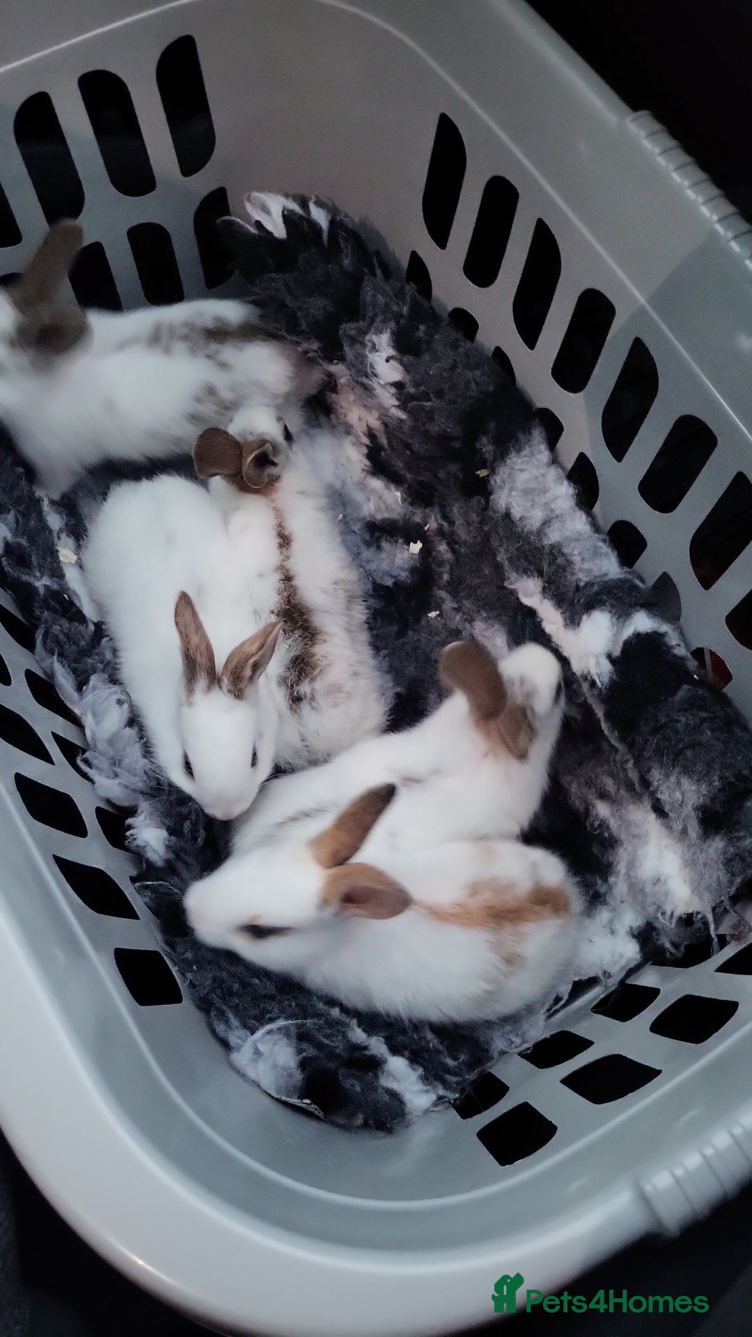 English Lop rabbits for sale: Lop rabbits  - Image 2