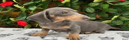 Miniature Dachshund dogs for sale: READY NOW VERY PETIT MINIDAXIS KC REG PRA CLR - Advert 7