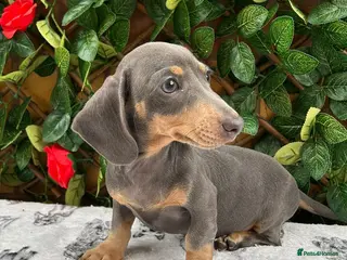 Miniature Dachshund dogs FULLY VAX MINIDAXIS KC REG PRA CLR - Advert 1