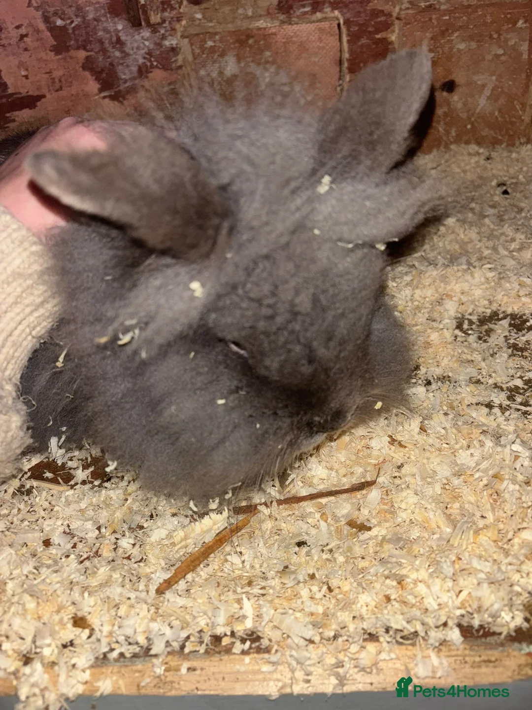 Lionhead rabbits for sale: Male lionehead rabbit  - Advert 2