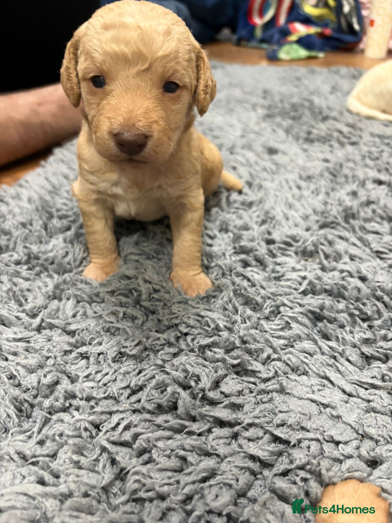 Mixed Breed dogs Eight cockapoo mix in Slough - Advert 3