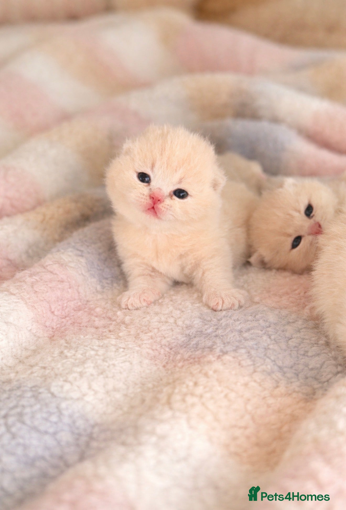British Shorthair cats for sale: CREAM BRITISH SHORTHAIR MALE - GCCF REG - Advert 12